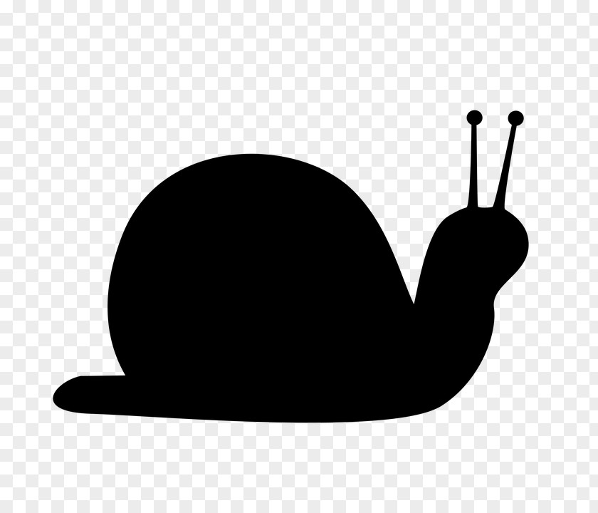 Snail Clip Art PNG