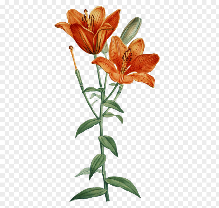 Flower Orange Lily Printmaking Art Floral Design PNG