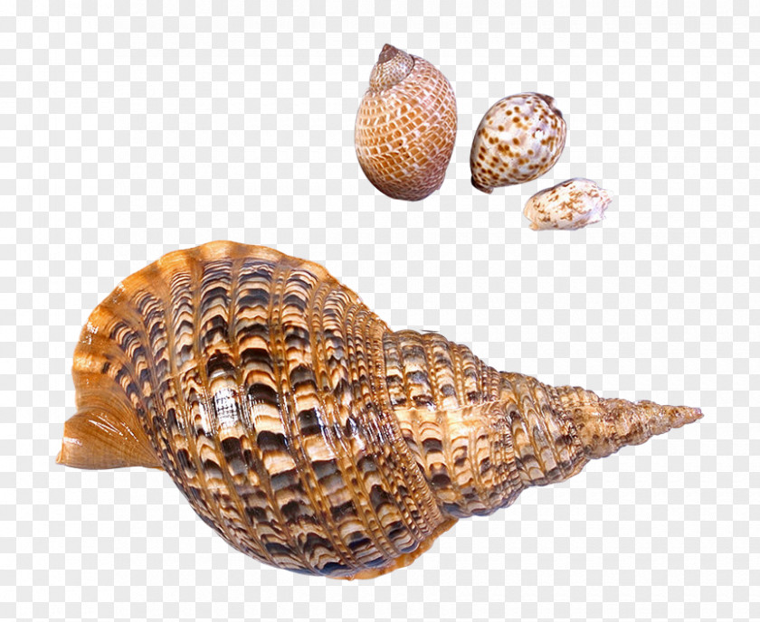 Transparent Sea Snails Shells Picture Seashell Beach Snail PNG