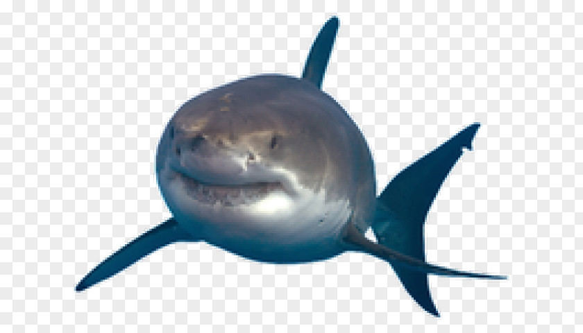 Baby Shark Transparent Great White Image Drawing PNG