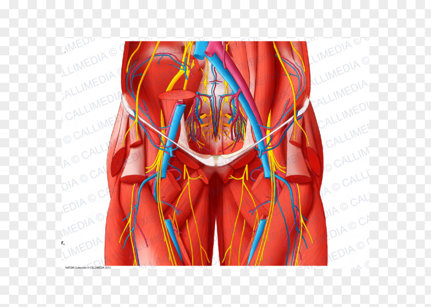 Blood Vessel Pelvis Anatomy Human Body Nerve PNG