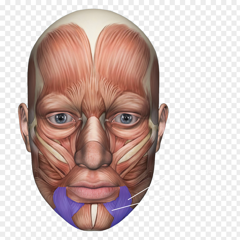 Face Facial Muscles Nerve Orbicularis Oculi Muscle Masseter PNG