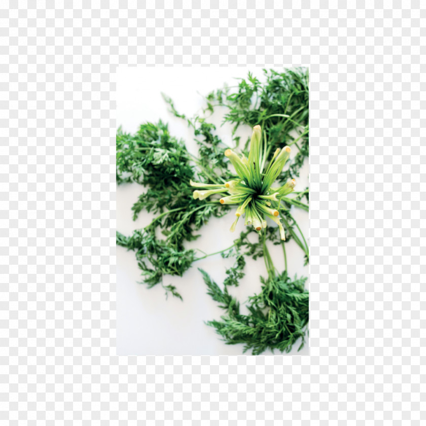House Les épluchures : Tout Ce Que Vous Pouvez En Faire Cuisine, Jardin, Beauté, Soins Ouvrage Herbalism Waste PNG
