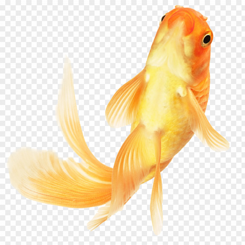 Goldfish Ornamental Fish Material Chinese PNG