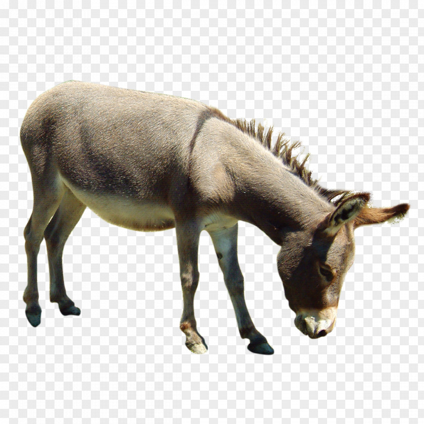 Little Donkey Physical Map Burger Painting Google Images At The Withers PNG