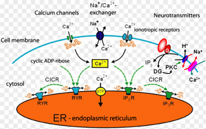 Atp Map Calcium Signaling Cellular Calcium: A Practical Approach Intracellular PNG