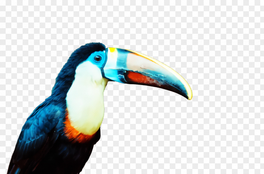 Bird Toucan Beak Piciformes Hornbill PNG