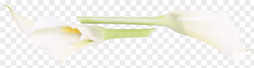 Cala Plant Stem PNG