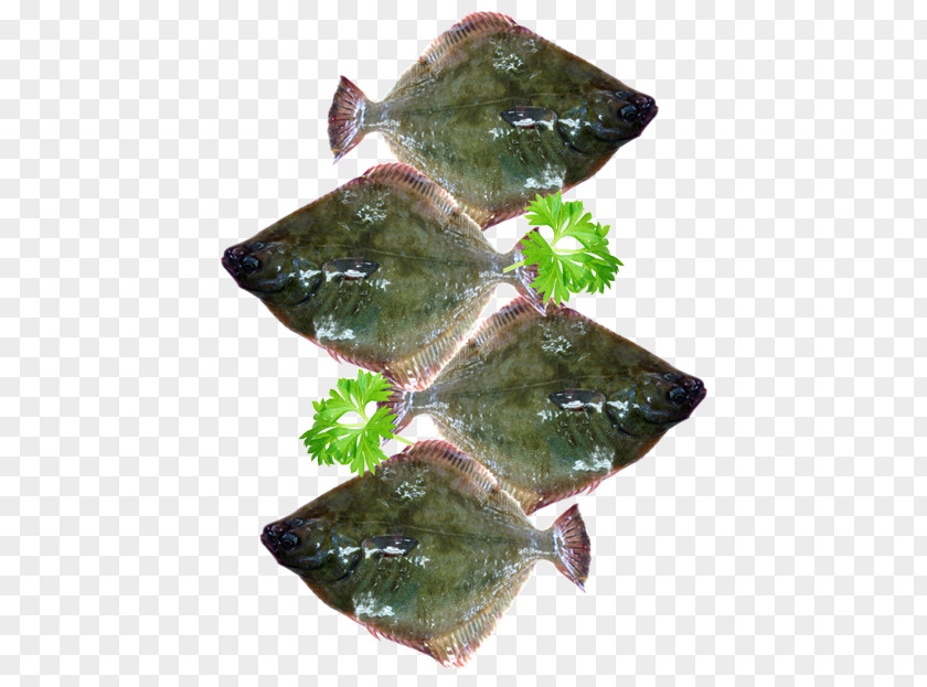 Fish Flounder Flatfish Sole Seafood PNG