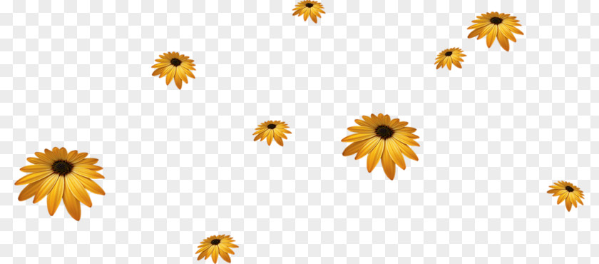 Flower PNG