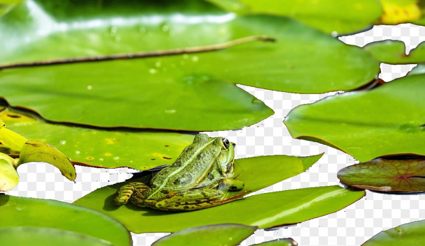 Frog Lithobates Clamitans Amphibian Toad Wallpaper PNG