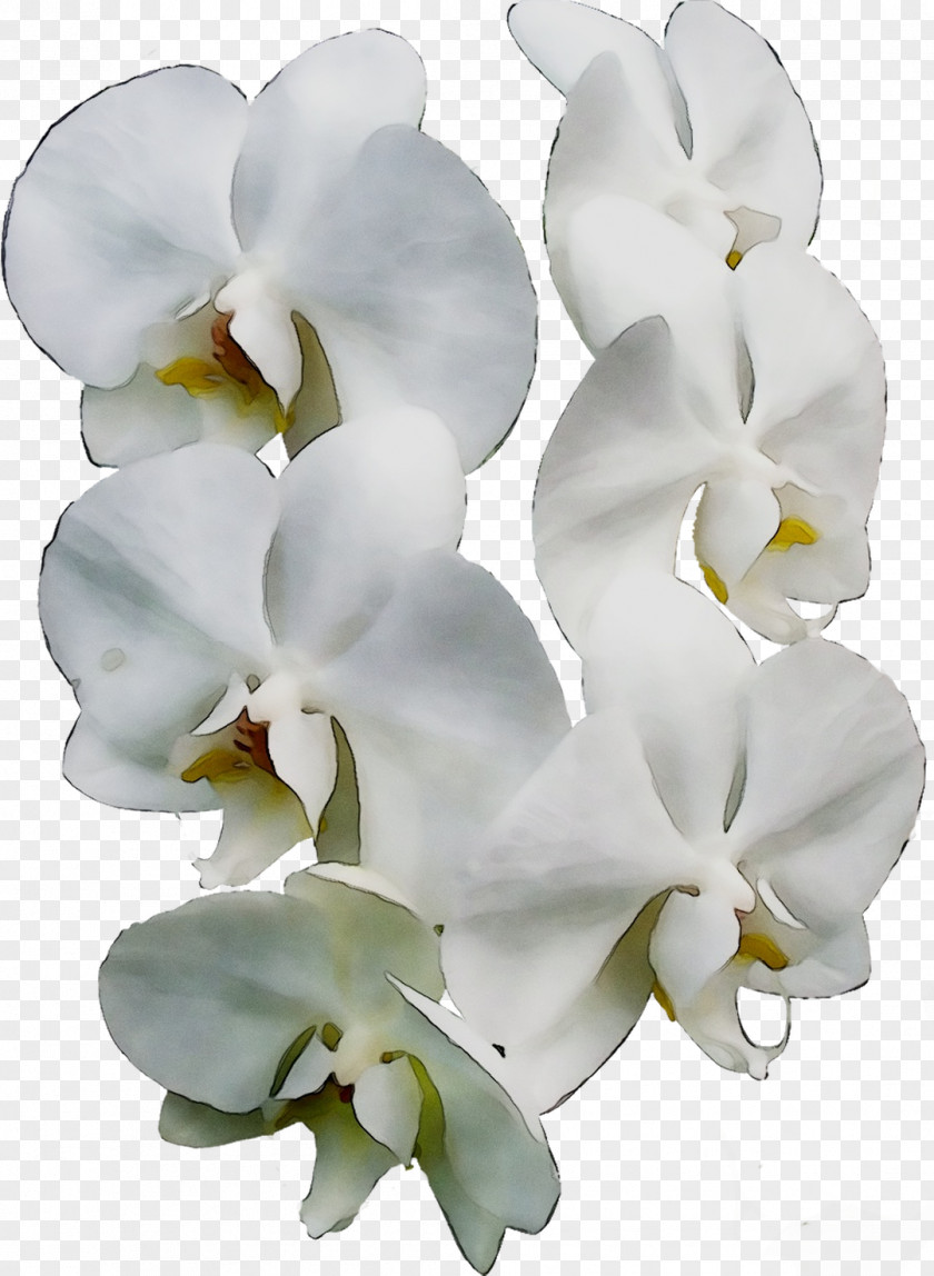 Moth Orchids Cut Flowers PNG