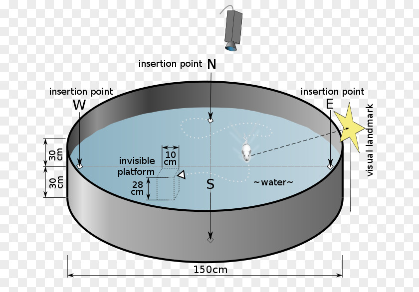 Surface Water Rat Morris Navigation Task Radial Arm Maze PNG