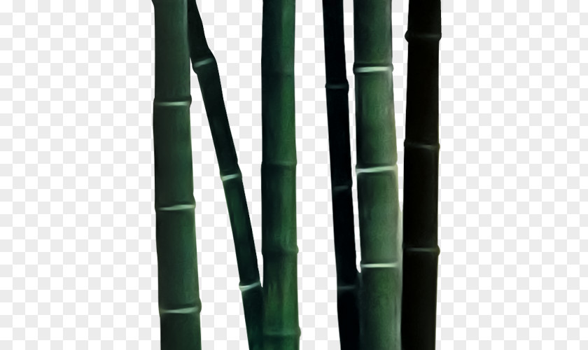 Bamboo Bambusa Oldhamii Download PNG