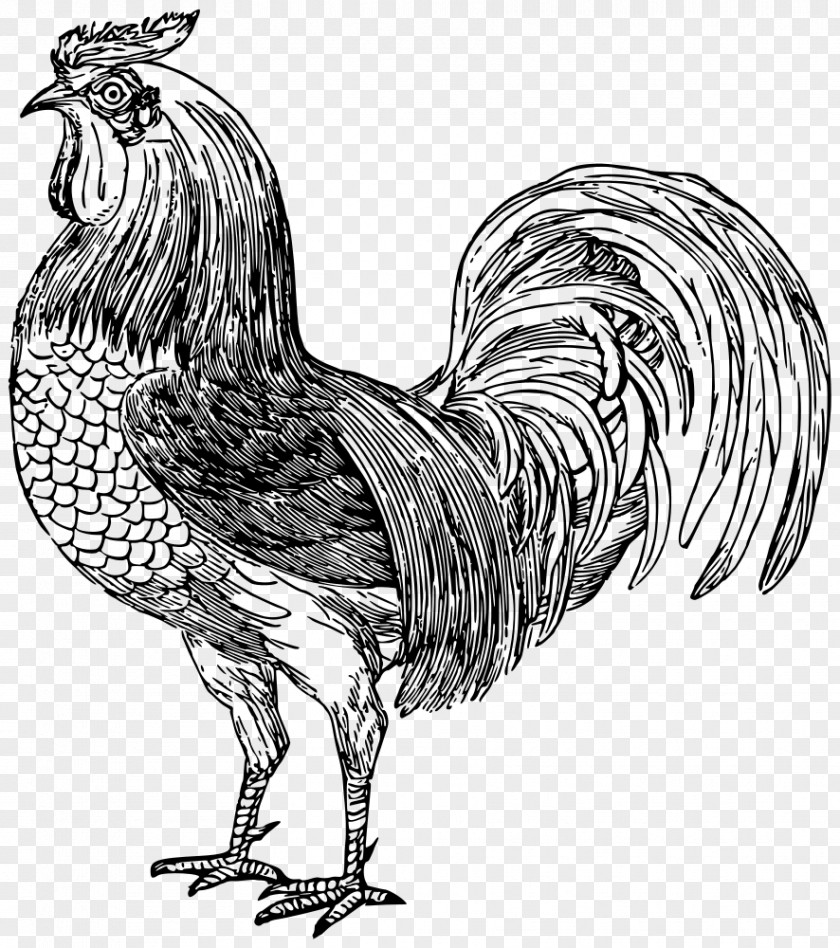 Muscle Rooster Spreadshirt T-shirt Chicken Sweatshirt PNG