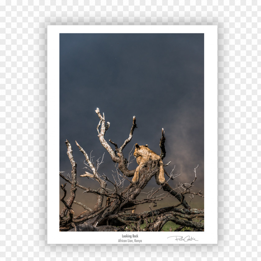 Pride Of Lions Fauna Wildlife Stock Photography Driftwood PNG