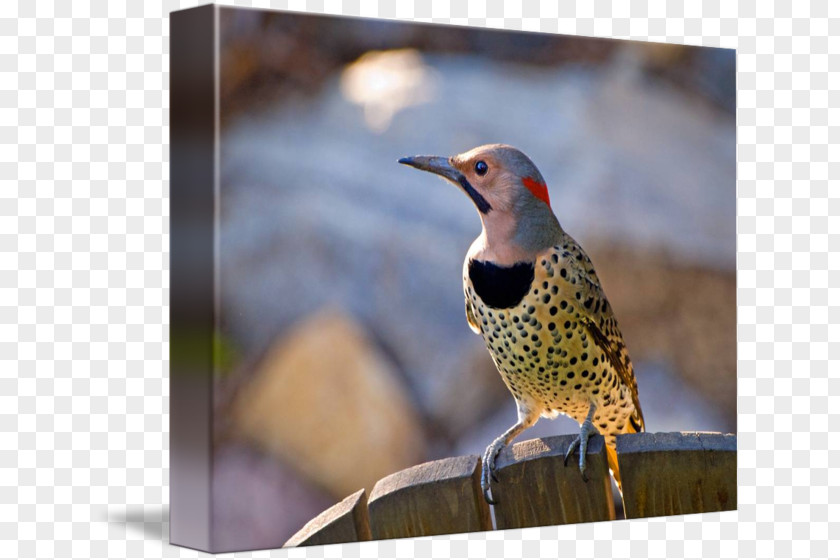 Bird Northern Flicker Stock Photography Royalty-free PNG