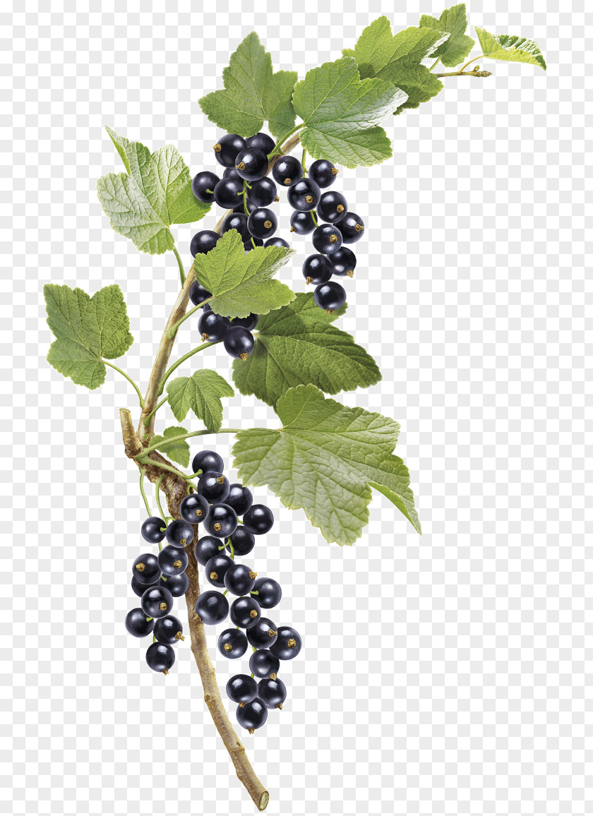 Grape Zante Currant Gooseberry Bilberry Grether's Pastilles PNG