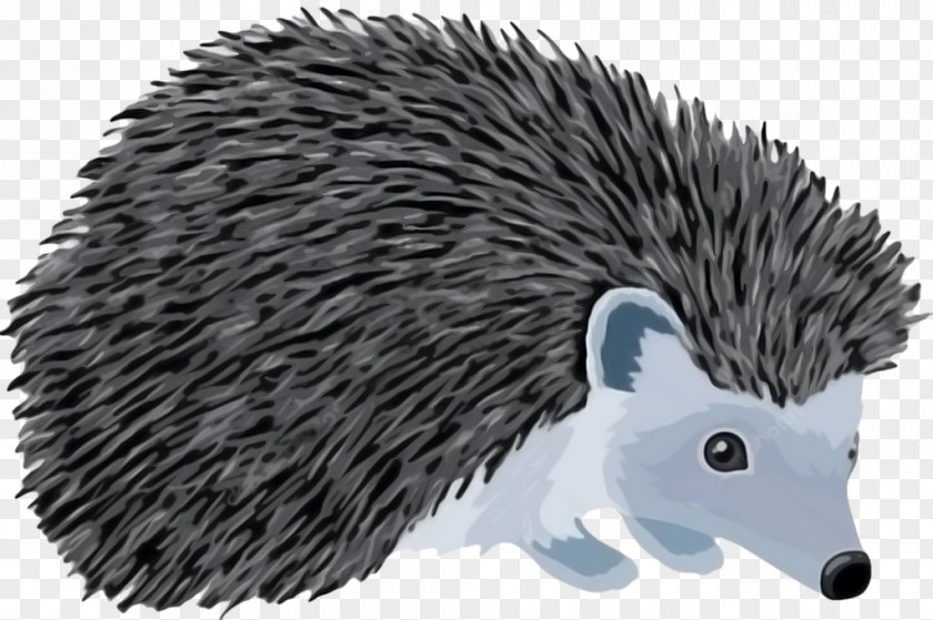 Hedgehog Domesticated Porcupine Echidna Illustration PNG