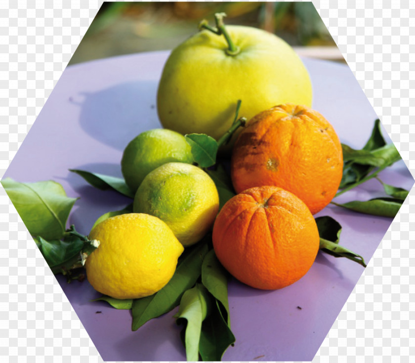 Lemon Clementine Tangerine Mandarin Orange Bitter Citrus Junos PNG