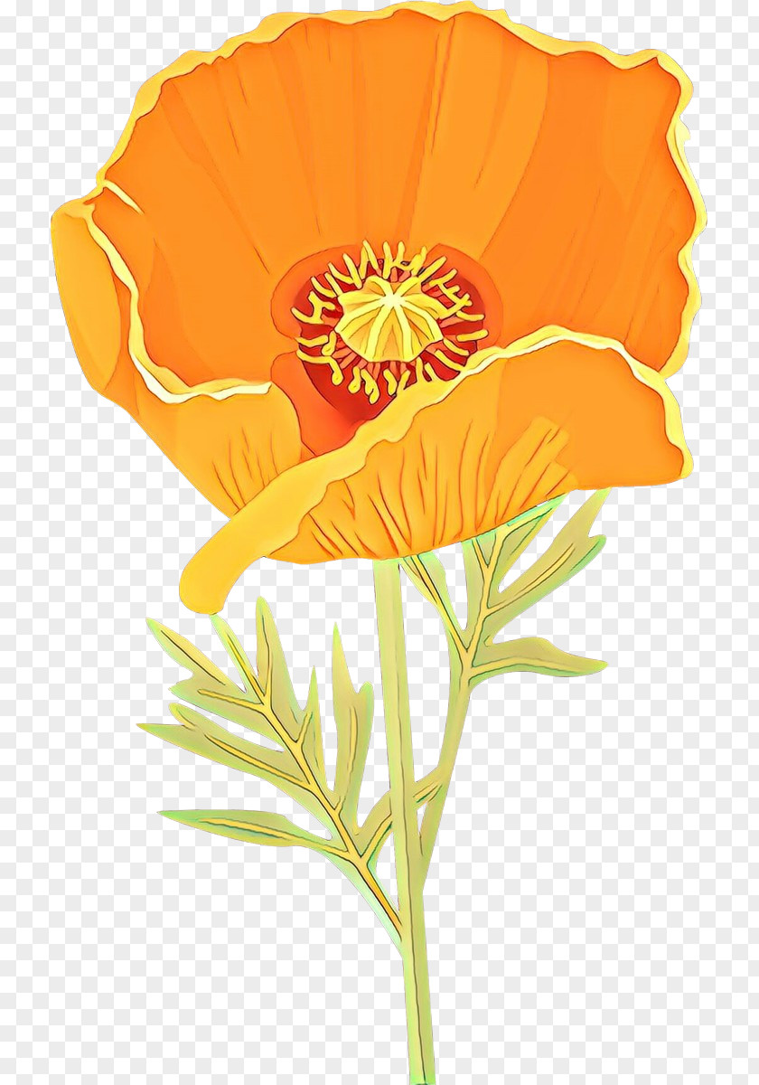 Orange PNG