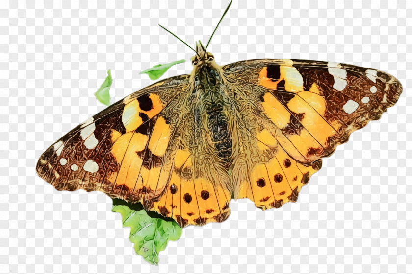 American Painted Lady Moth Moths And Butterflies Butterfly Cynthia (subgenus) Insect Brush-footed PNG