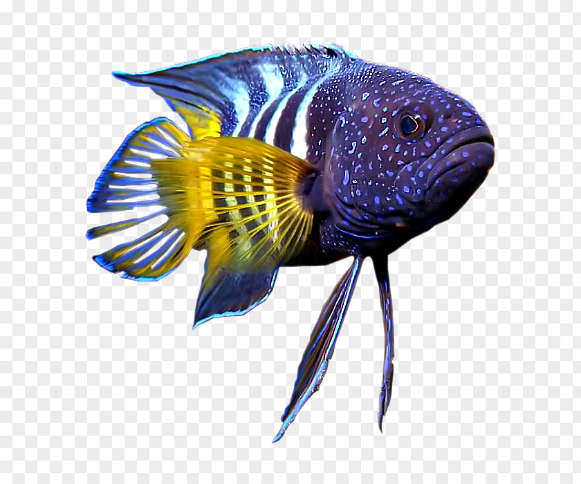 Fish Hagfish Vertebrate Gill Coral Reef PNG