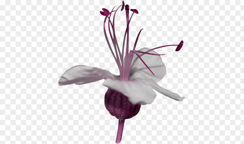 Flower Petal Photography Clip Art PNG