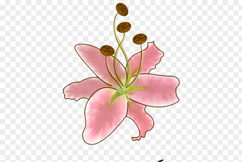 Hand-painted Lily Flowers Flower Lilium Gratis PNG