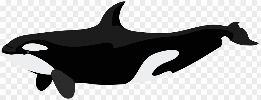 Orca Clip Art Image Killer Whale Dolphin PNG