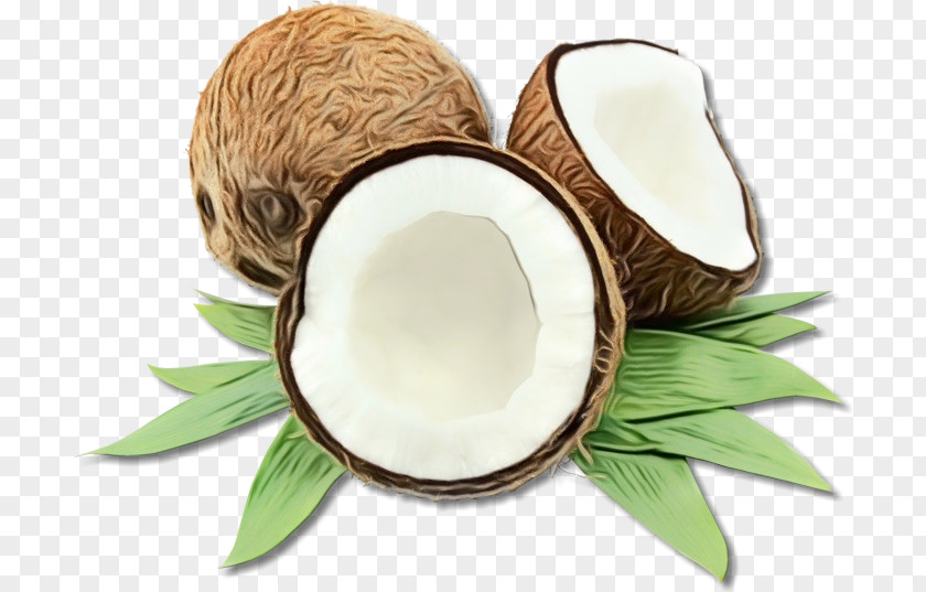 Plant Leaf Coconut PNG