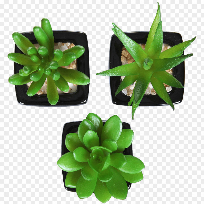 Succulent Plant Artificial Flower Houseplant Flowerpot PNG