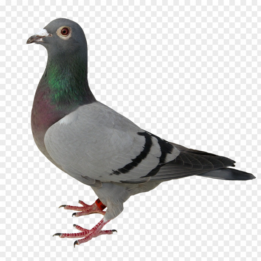 Yucca Stock Dove Homing Pigeon Głogów Columbidae Polish Association Of Racing Breeders PNG