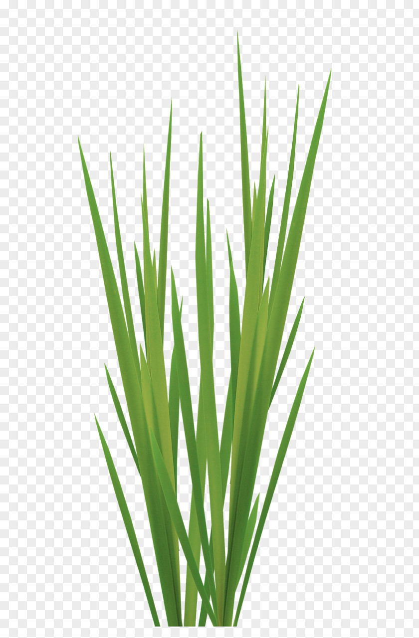 Aime Pattern Sweet Grass Vetiver Lemongrass Commodity Plant Stem PNG