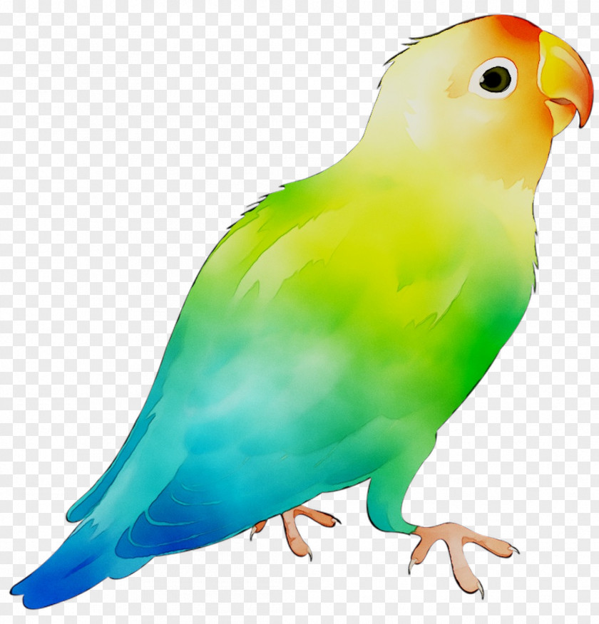 Bird Fotosearch Parrot Stock Photography Image PNG