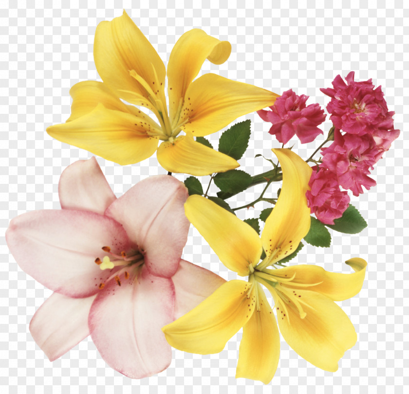 FLORES Festival Of The Flowers PNG