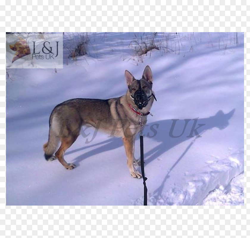 Czechoslovakian Wolfdog Black Kunming German Shepherd Saarloos Dog Breed PNG