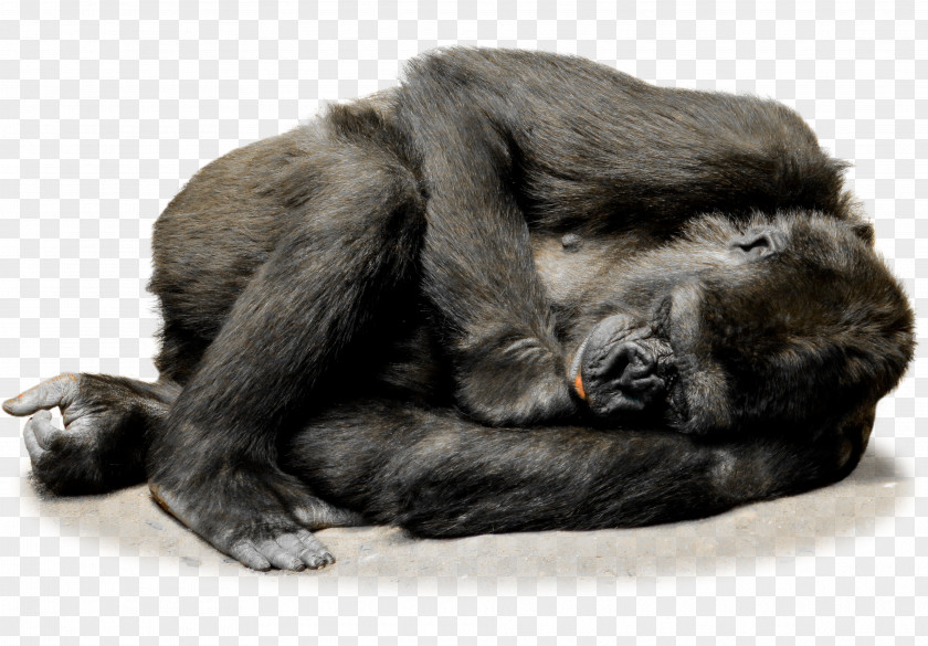Gorilla Irish Wolfhound Common Chimpanzee Ape Primate PNG