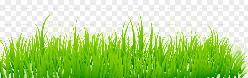Grass Lawn Green Royalty-free PNG