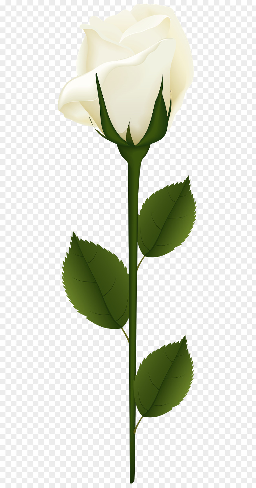 Rose Clip Art PNG