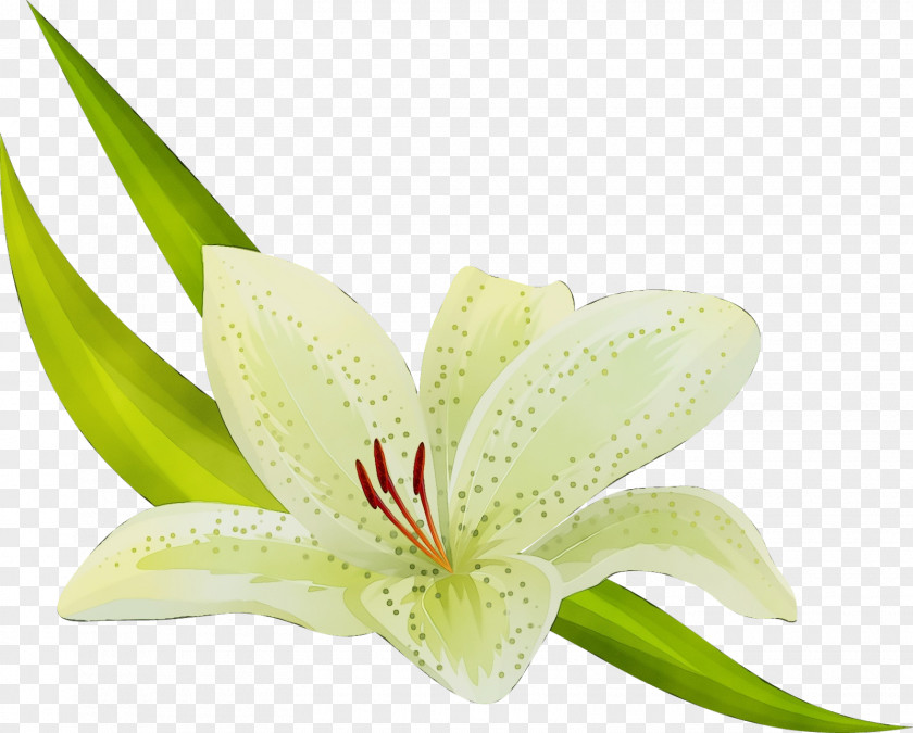 Anthurium Terrestrial Plant Flower Lily Amaryllis Belladonna Petal PNG