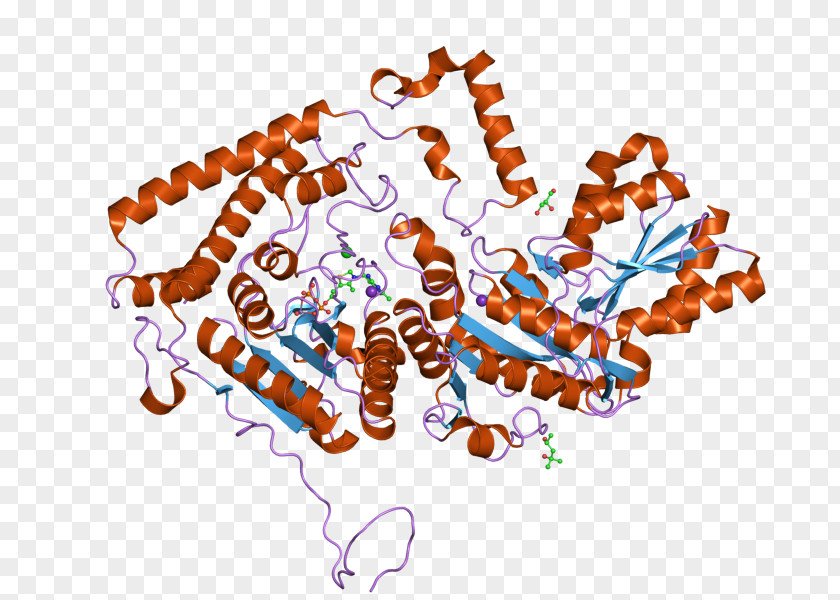 Branched-chain Alpha-keto Acid Dehydrogenase Complex Oxoglutarate Amino PNG