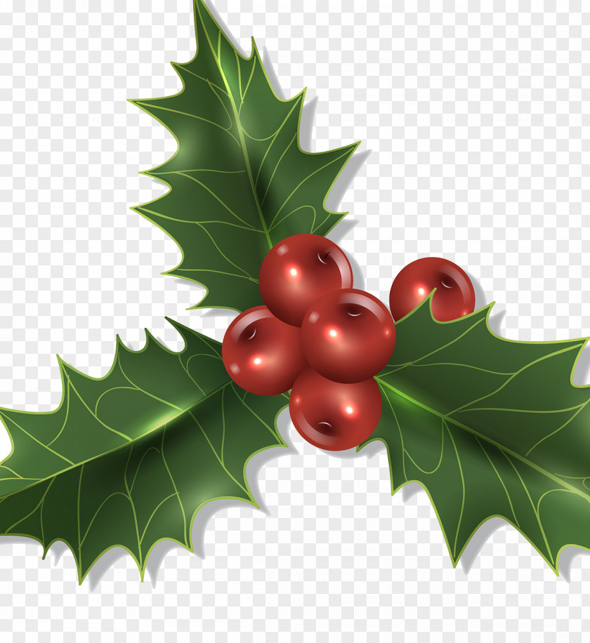 Christmas Plant Decorations Decoration Holly PNG