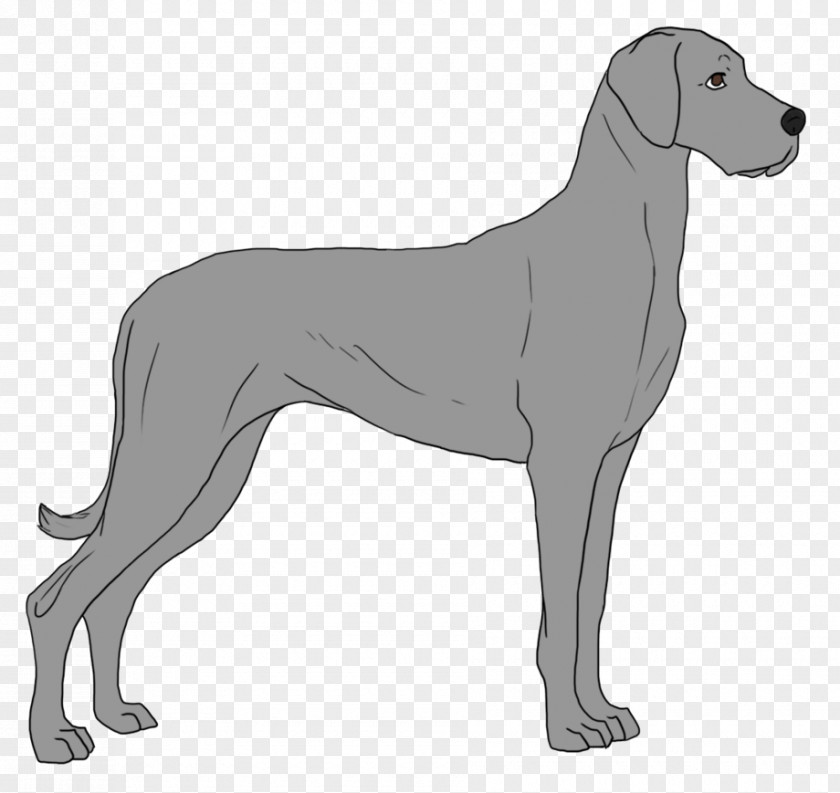 GREAT DANE Ancient Dog Breeds Great Dane Sloughi Sporting Group PNG