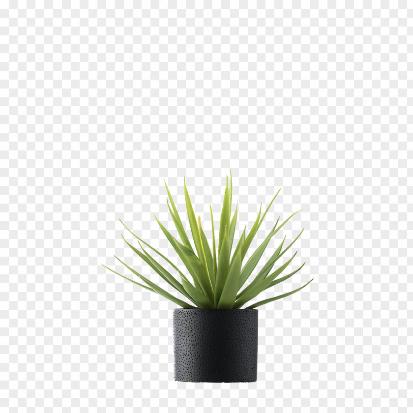 Plant Plants Vase Stem Flowerpot Dragon Tree PNG