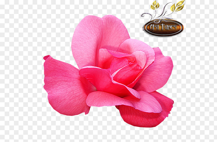 Rose Garden Roses Cut Flowers Petal Pink M PNG