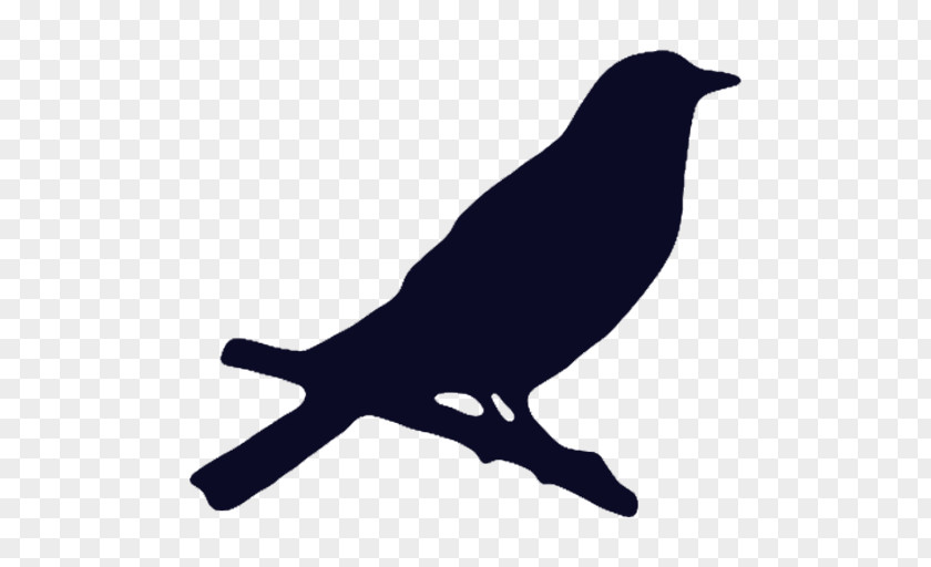 Vogelschwarz American Crow Bird Beak Koppel PNG