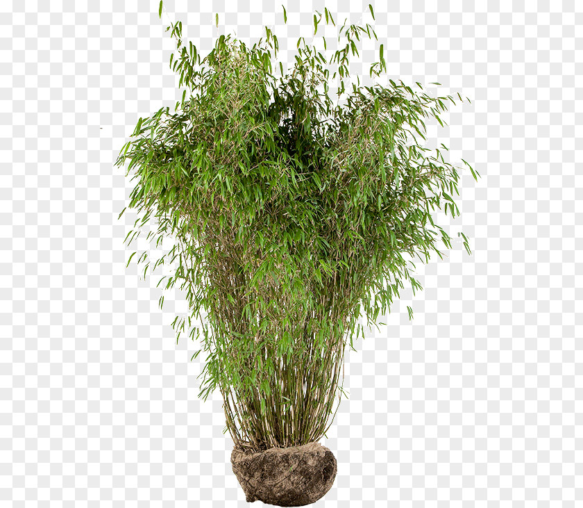 Bamboo House Pseudosasa Japonica Tropical Woody Bamboos Houseplant Flowerpot PNG