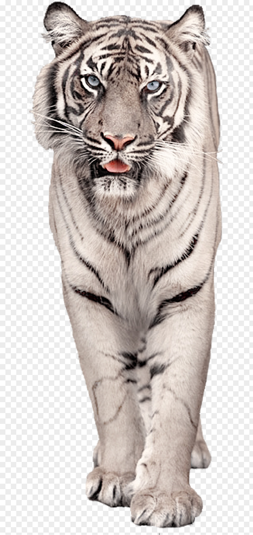 Cat White Tiger Clip Art PNG