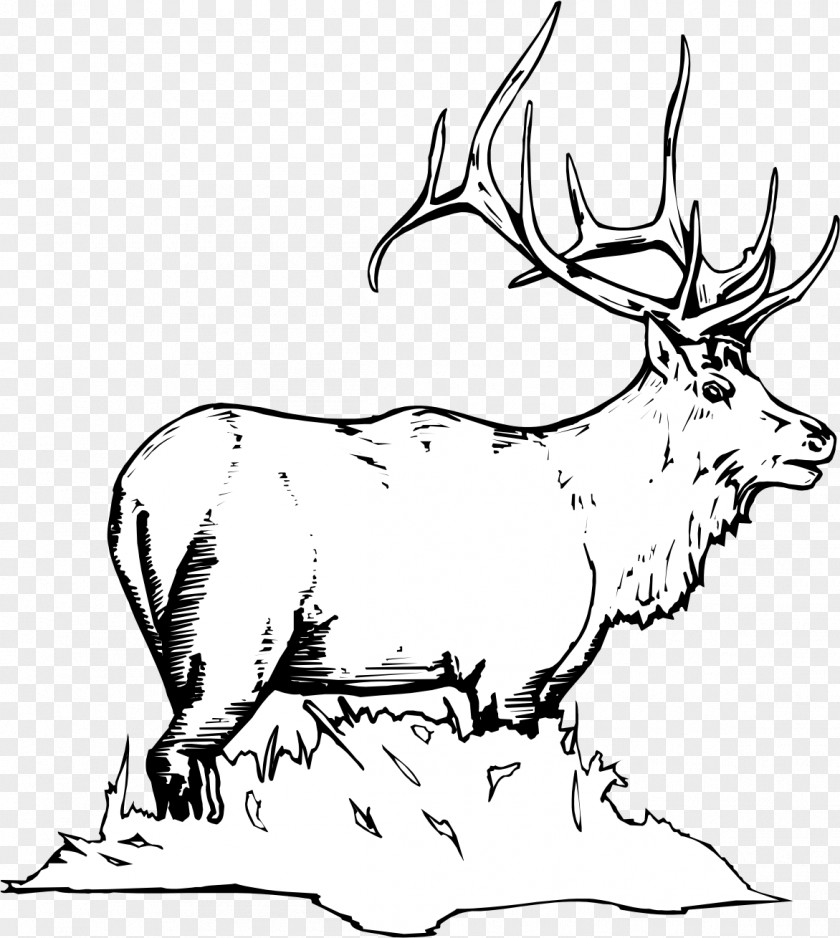 Deer Elk White-tailed Moose Coloring Book PNG